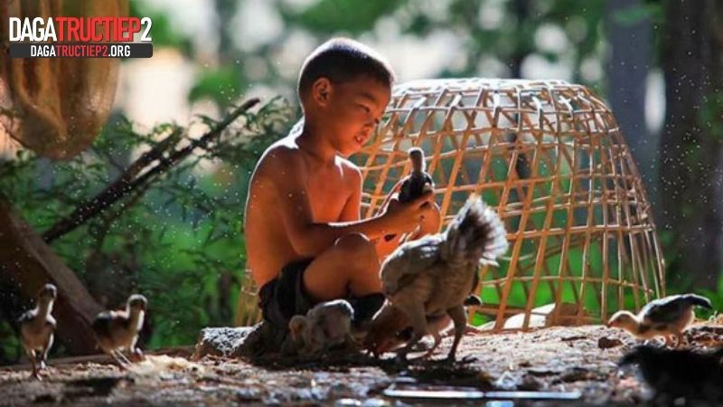 3 cách tắm cho gà đá cựa sắt đúng chuẩn