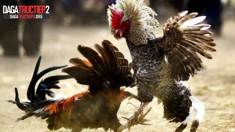 Bí quyết chọn kèo đá gà trực tuyến dễ hiểu
