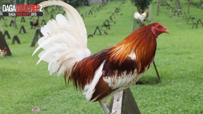 Bí quyết nuôi gà đá có lực thành công
