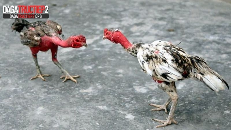 Biện pháp chăm sóc, phòng tránh bệnh gà đá