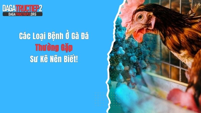 Các Loại Bệnh Ở Gà Đá Thường Gặp Sư Kê Nên Biết!