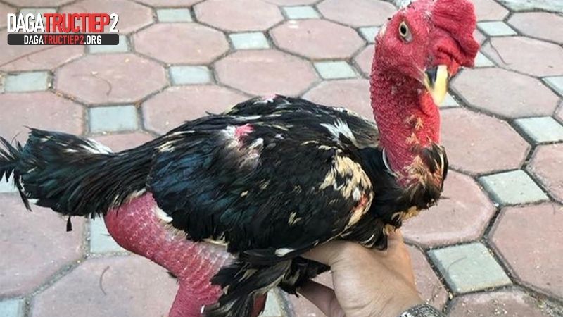 Các màu thường gặp khi xem mắt gà đá cựa sắt
