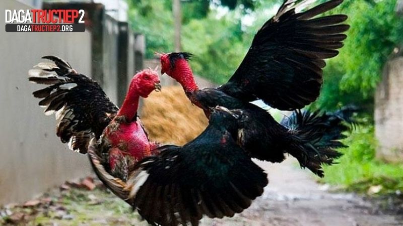Cách chọn gà đá theo màu lông chuẩn từ sư kê Dagatructiep2