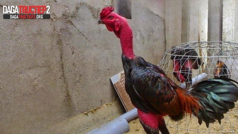 Cách nuôi gà đá có lực đơn giản, hiệu quả