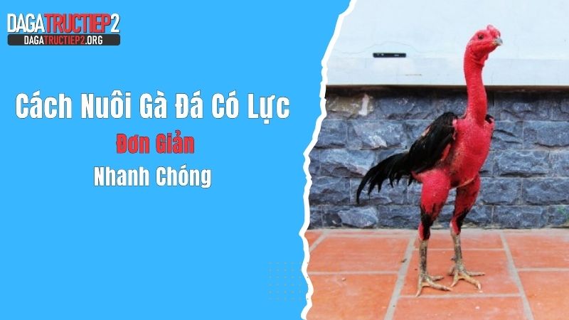 Cách Nuôi Gà Đá Có Lực Đơn Giản, Nhanh Chóng