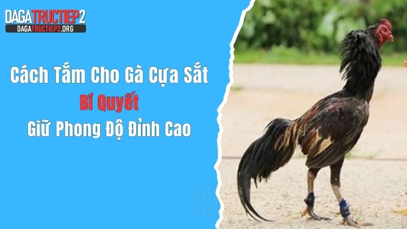 Cách Tắm Cho Gà Cựa Sắt: Bí Quyết Giữ Phong Độ Đỉnh Cao