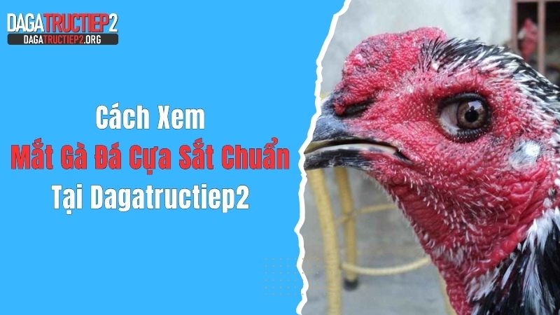 Cách Xem Mắt Gà Đá Cựa Sắt Chuẩn Tại Dagatructiep2