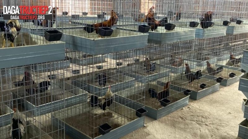 Chế độ ăn kết hợp vận động trước trận