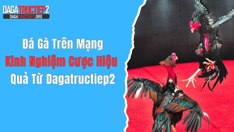 Đá Gà Trên Mạng: Kinh Nghiệm Cược Hiệu Quả Từ Dagatructiep2