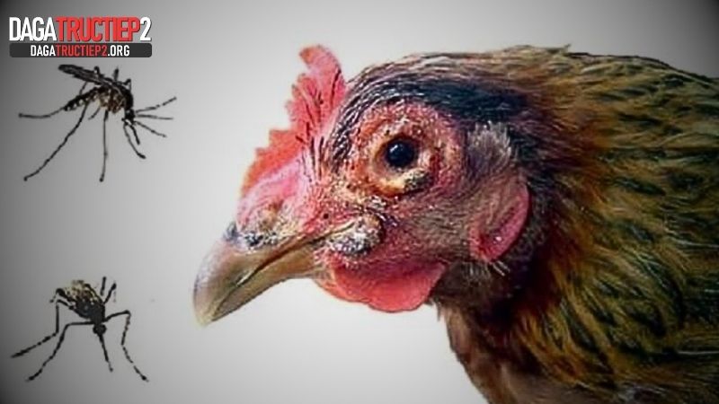 Đậu gà - Một trong các loại bệnh ở gà
