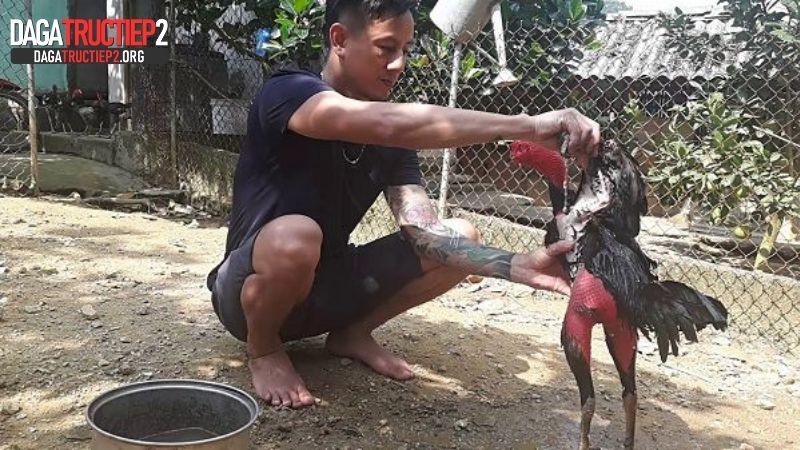 Điều cần lưu ý về cách tắm cho gà cựa sắt