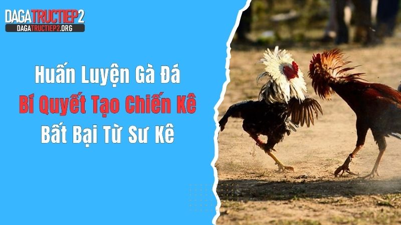Huấn Luyện Gà Đá: Bí Quyết Tạo Chiến Kê Bất Bại Từ Sư Kê