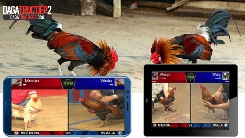 Kinh nghiệm cược đá gà trên mạng hiệu quả từ sư kê