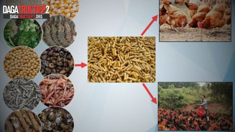 Lưu ý cần nắm khi chọn thức ăn cho gà chọi