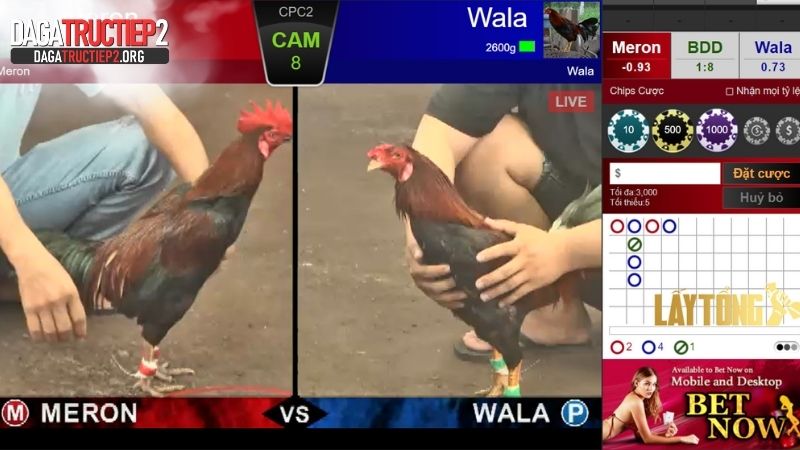 Lý do cá cược đá gà trên mạng thu hút người tham gia