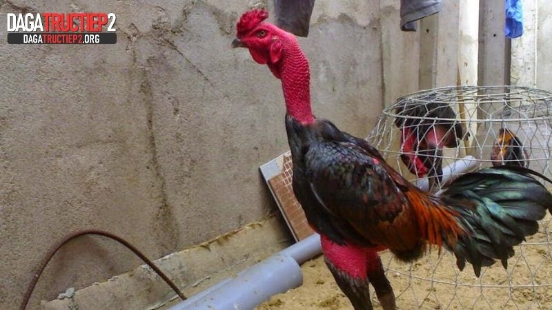 Một số kỹ thuật cần nắm khi xem mắt gà đá
