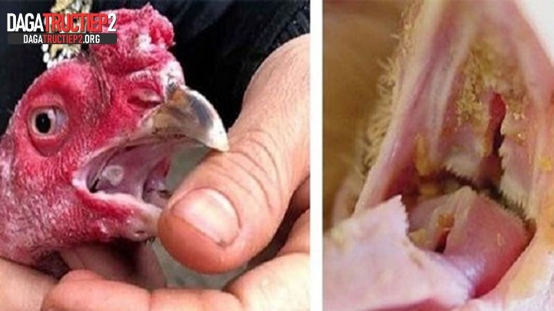 Nấm họng ở gà đá - bệnh nấm ở gà thường gặp