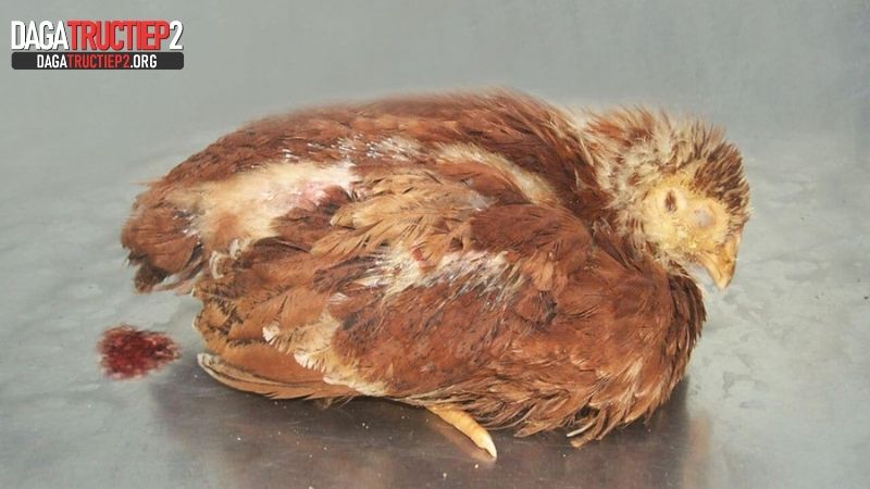 Phân tích bệnh nấm ở gà về phổi