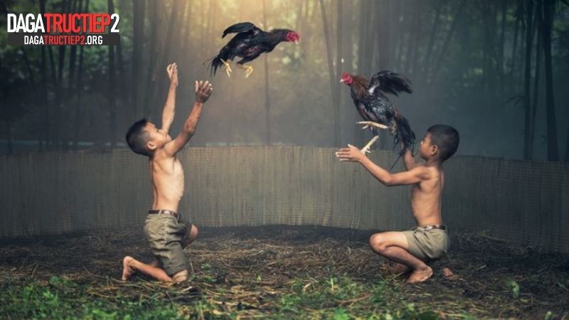 Phân tích kèo đá gà cơ bản