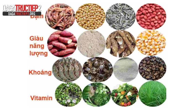 Tầm quan trọng của khẩu phần ăn trước khi đá