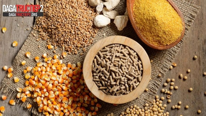 Tổng hợp thức ăn cho gà đá chứa tinh bột