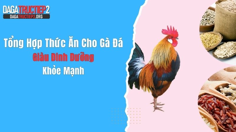 Tổng Hợp Thức Ăn Cho Gà Đá Giàu Dinh Dưỡng, Khỏe Mạnh